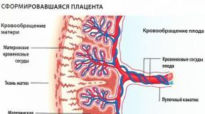 Что такое плацента, когда она формируется и какие функции выполняет?